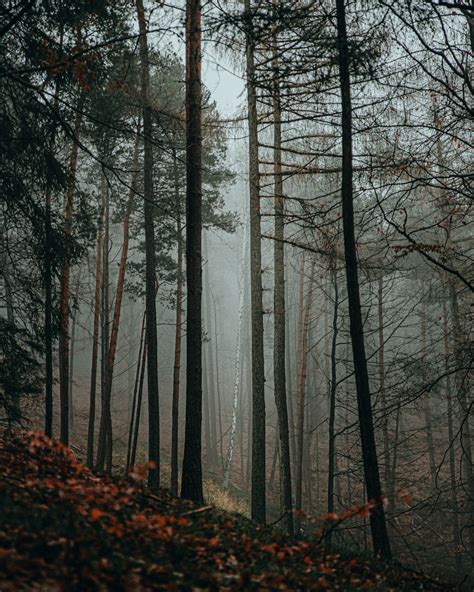 Moody Forest Pictures Download Free Images On Unsplash