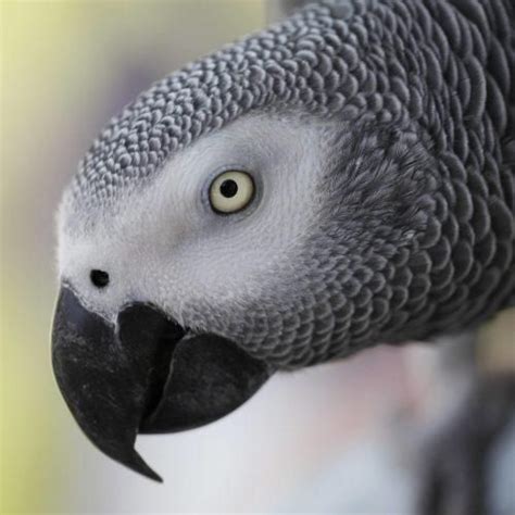 African Gray Parrot Psittacus Erithacus Byname African Gray Or Gray