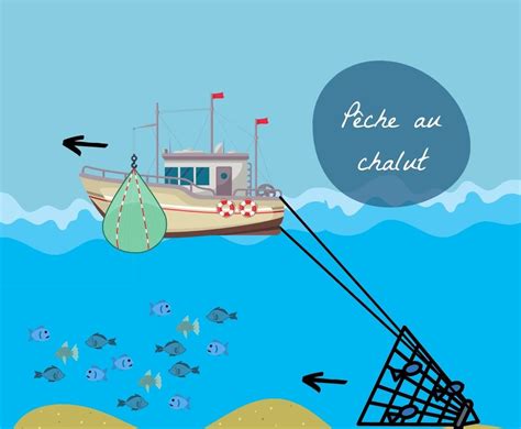Les Différentes Techniques De Pêche En Mer Et Leur Impact