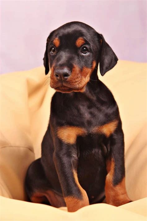 How To Train A Doberman Puppy At Home Our Dog Breeds