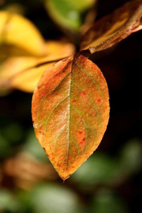 Red And Green Autumn Leaf Picture Free Photograph