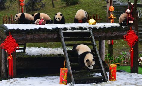 2021 Giant Panda Tour And Volunteering Only From 65 Chengdu Dujiangyan
