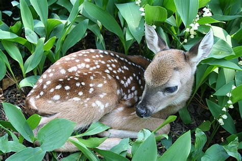 Baby Deer Pictures Images And Stock Photos Istock