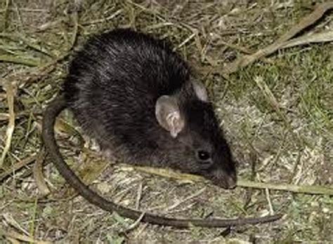 Qatar E Nature Black Rat