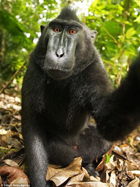 Cheeky Monkey Macaque Borrows Photographers Camera To Take Hilarious