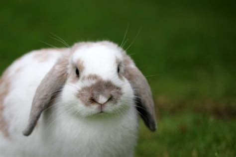 How Much Does It Cost To Buy And Keep A Pet Rabbit Atractivopets