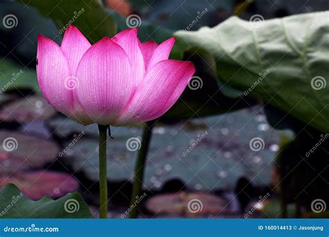 Blooming Lotus In Lake Stock Image Image Of Garden 160014413