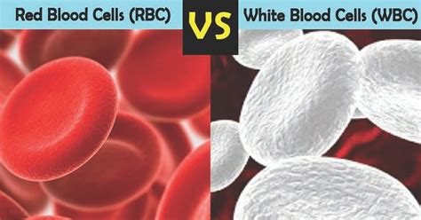Rbc Vs Wbc Definition And 19 Major Differences