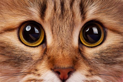 Olho De Gato Guia Completo Com Curiosidades E Cuidados Guia Animal