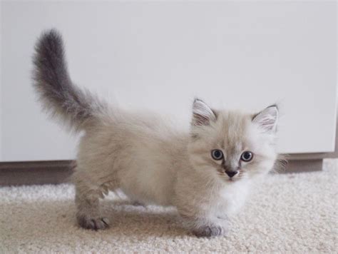 We breed these munchkin cat breed with extremely short legs and a long spine. Munchkin Kitten - Puppy Dog Gallery
