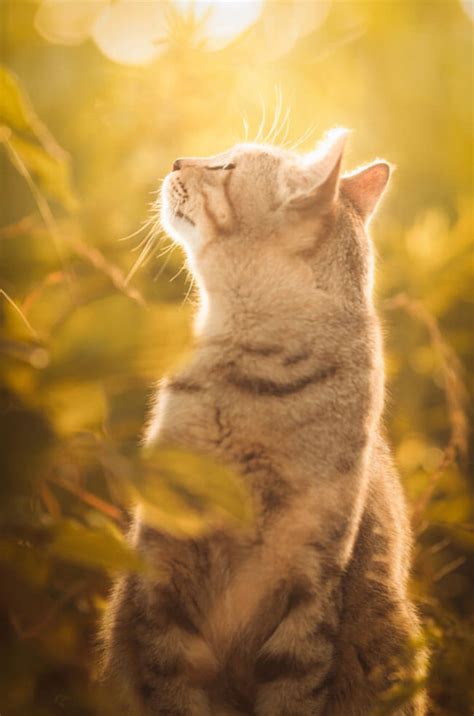 From business to personal use, you're free to use. The Most Beautiful Cat Pictures I Ever Saw Captured By ...