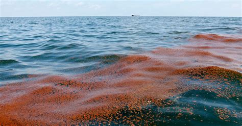 Shell Oil Spill Dumps Thousands Of Barrels Of Crude Into Gulf Of Mexico