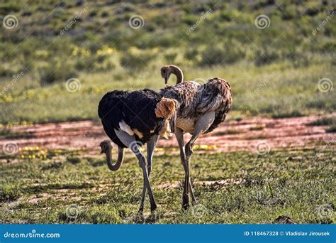 Ostrich Struthio Camelus Kalahari South Africa Stock Photo Image