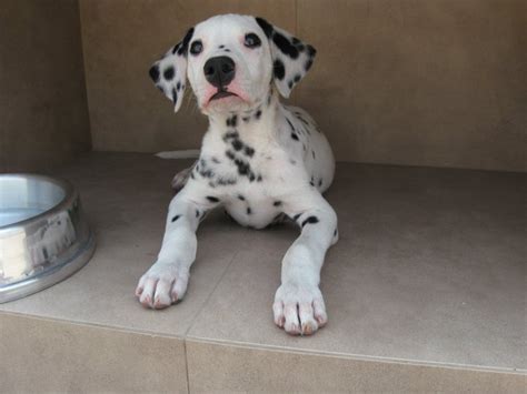 He is 16 weeks old, and potty trained for the most part very rarly has accidents. Warped Disney Maths - How Cruella Can We Be?