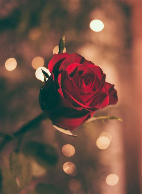 Find photos of cute flowers. 350+ Red-Rose Images HQ | Download Free Pictures on Unsplash