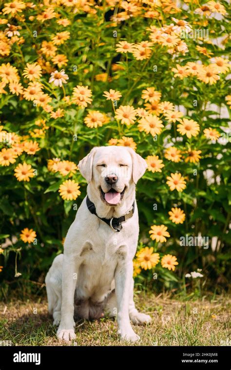 Golden Labrador Sitting On Grass Hi Res Stock Photography And Images