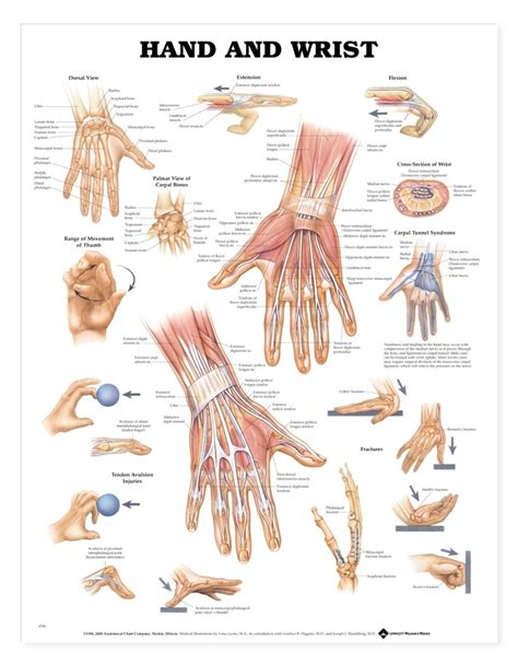 Anatomy And Injuries Of The Hand And Wrist Chart Poster Laminated My