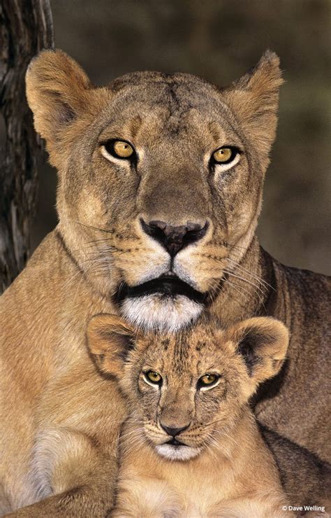 Photographing Wildlife Rescues Lioness And Cub Tattoo Lioness And Cubs