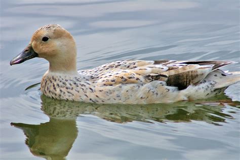 Photo courtesy of rupert stephenson. Welsh Harlequin Duck