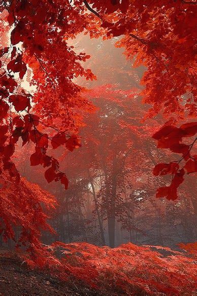 Pin By Laura Bennett On Lasy Forests Beautiful Nature Autumn Forest