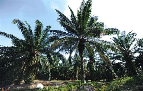 Soft Earnings Growth Seen For Palm Oil Planters In 2h20