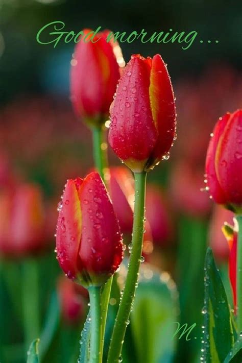 Pin By Mamta Yadav On Good Mornings Tulips Garden Amazing Flowers