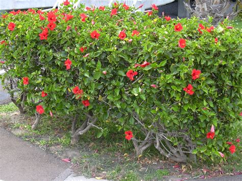 Hibiscus Rosa Sinensis Moderate Water Arbustos Arbustos De Jardín