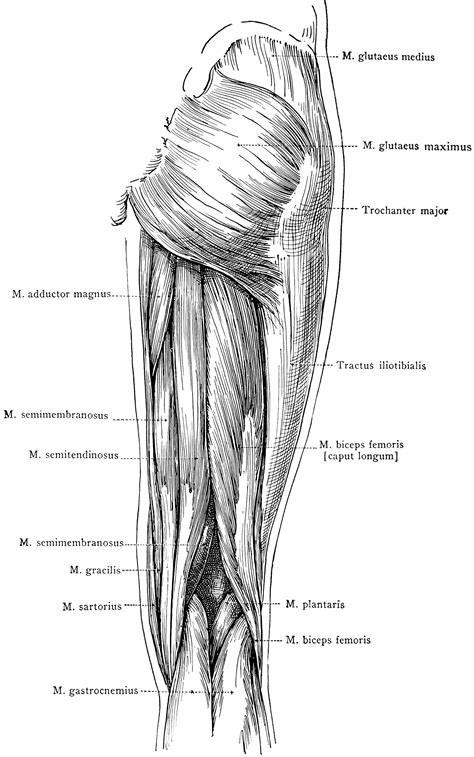 Posterior View Of The Superficial Muscles Of The Thigh Clipart Etc