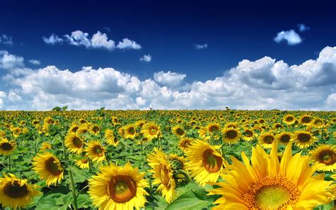 Summer Sunflowers Field Wallpaper 2560x1600 32032