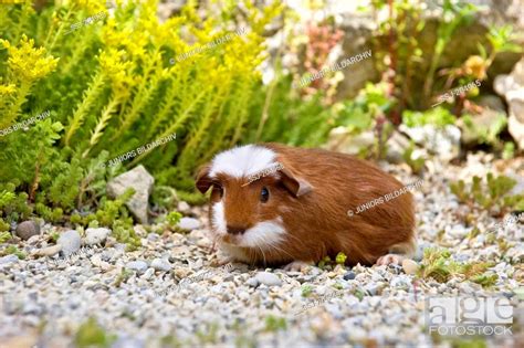 English Crested Guinea Pig Cavie Young 3 Weeks Old Red And White