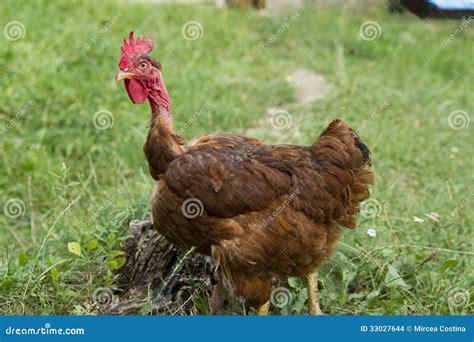 Stock Images The Naked Neck Hen From Transylvania Image 33027644