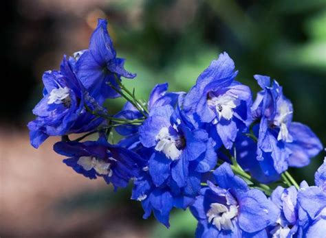 Uw persoonsgegevens worden door blauwe bessenplantage schrijnwerkers verwerkt, voor klantenbeheer op basis van de contractuele relatie als gevolg van uw bestelling/aankoop en voor direct marketing (/om u nieuwe producten of diensten aan te bieden) op basis van ons gerechtvaardigd belang om te ondernemen. Blauwe vaste planten: Deze planten passen in jouw tuin ...