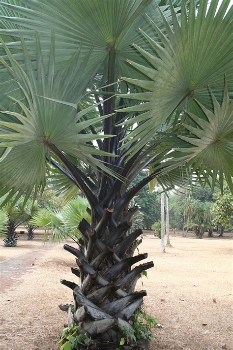 Young African Palmyra Palm Borassus Aethiopum Palm Trees