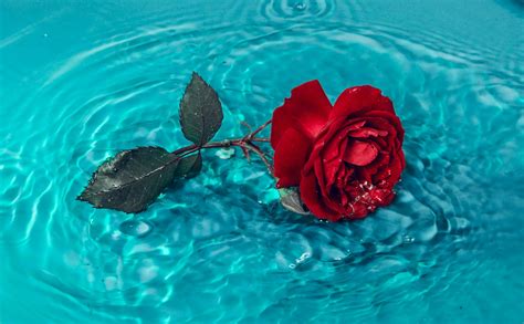 Red Rose On Blue Water · Free Stock Photo