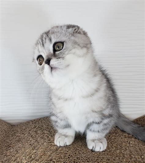 Scottish Fold Cats For Sale Los Angeles Ca 288638