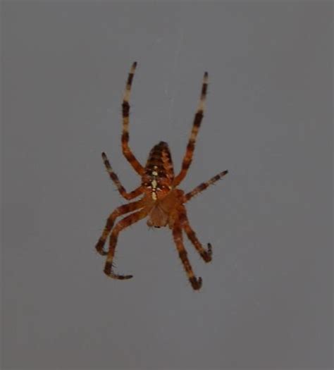 Orange Spider With Black And White Striped Legs Strong Web Araneus