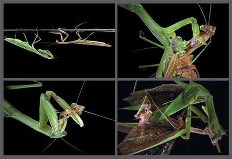 Cure For Love Sex With A Mantis Ends In Dinner New Scientist