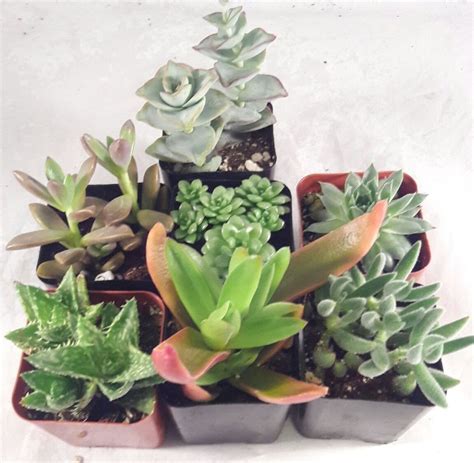 Now that you've chosen your theme and plants, decide where you'll place african violet potting mix is a great choice if this is what you'll be planting, or cactus mixtures that are. Terrarium/Fairy Garden Kit with 5 Succulents - Create Your ...