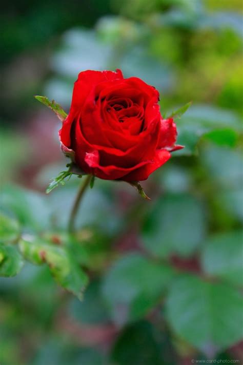 Most species are native to asia. Gallery - Album:: ROJA FLOWERS - Image: Red Rose