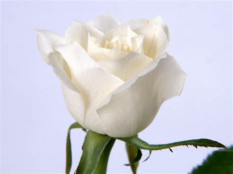 White Rose Flowers Wallpapers Entertainment Only
