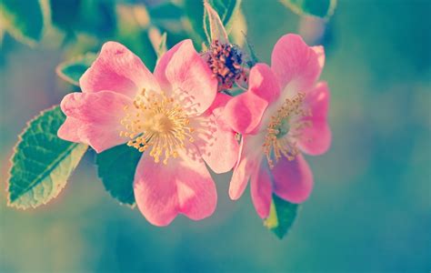 Fotos Gratis Naturaleza Rama Flor Fotografía Pétalo Florecer