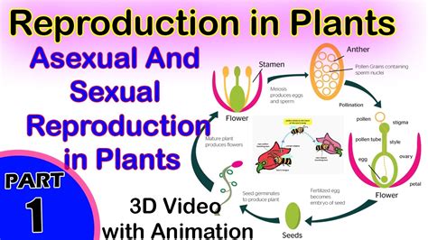 Asexual And Sexual Reproduction In Plants Reproduction In Plants 12th Cbse Biology Youtube