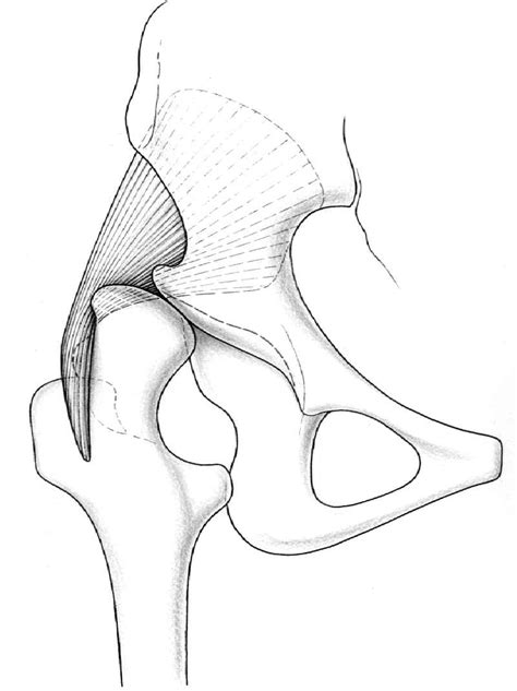 Schematic Illustration Of The Gluteus Minimus Muscle The Inferior