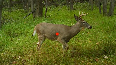 Whitetail Deer Vitals Diagram