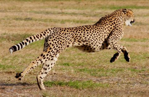 Amazing World Facts Fastest Animals On Earth In Air Water And Land
