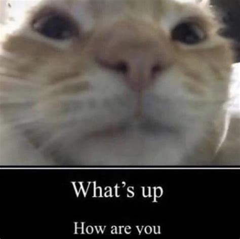 Whats Up How Are You Staring Cat Gusic Know Your Meme