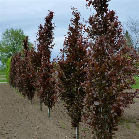 Fagus Sylvatica Dawyck Purple Dawyck Purple Beech From Antheia Gardens