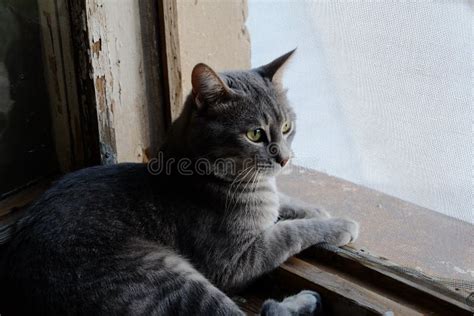 Two Cat Sitting On The Window Sill Stock Photo Image Of Light Sill
