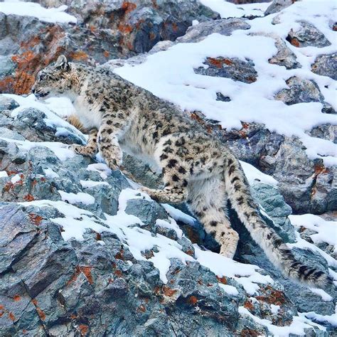 Snow Leopard Majestic And Mysterious
