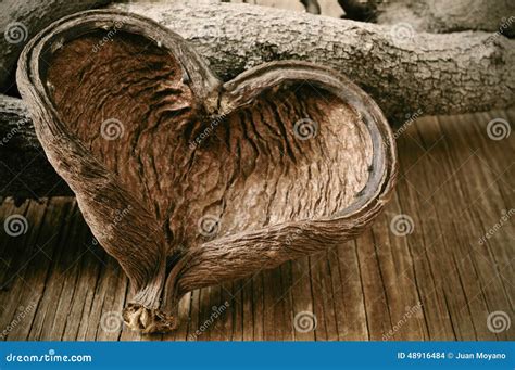 Heart Shaped Nut Shell And Logs Stock Photo Image Of Ornament Nature